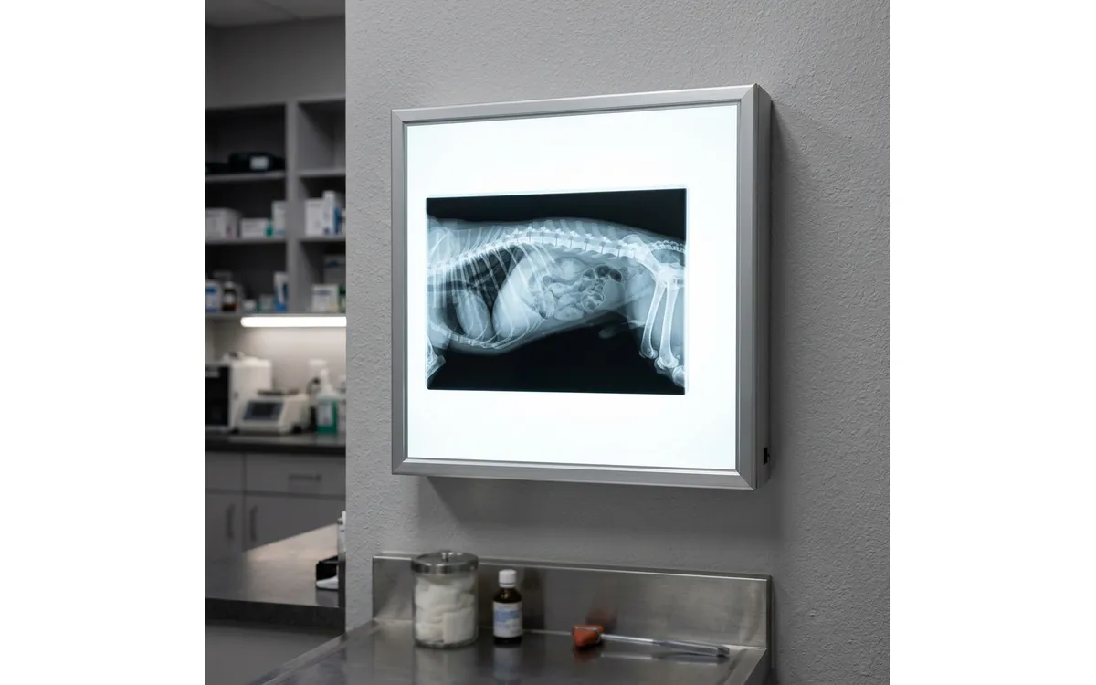 Foreign Body Detection Pet swallowed object x-ray Lahore