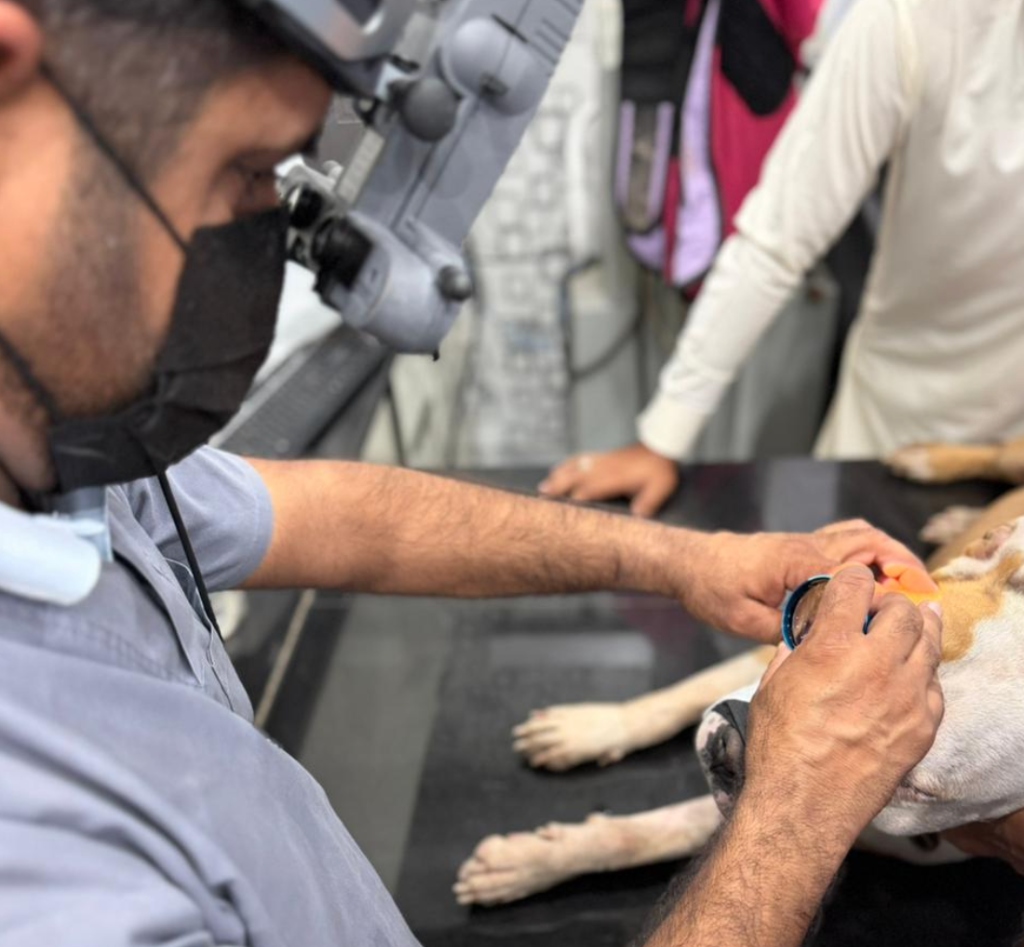 Dr. Abid examining a dog's eye with diagnostic lens for dry eye treatment at Abid Pets Hospital Lahore
