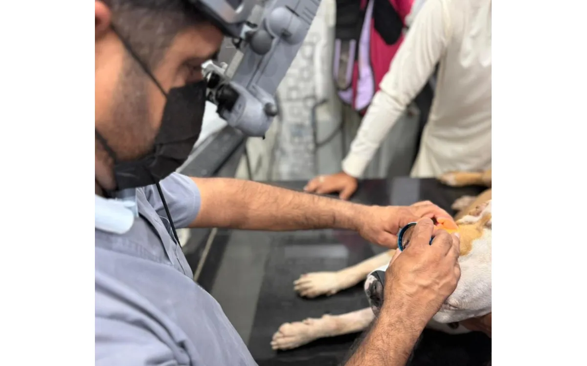 Pet Dry Eye Treatment Lahore