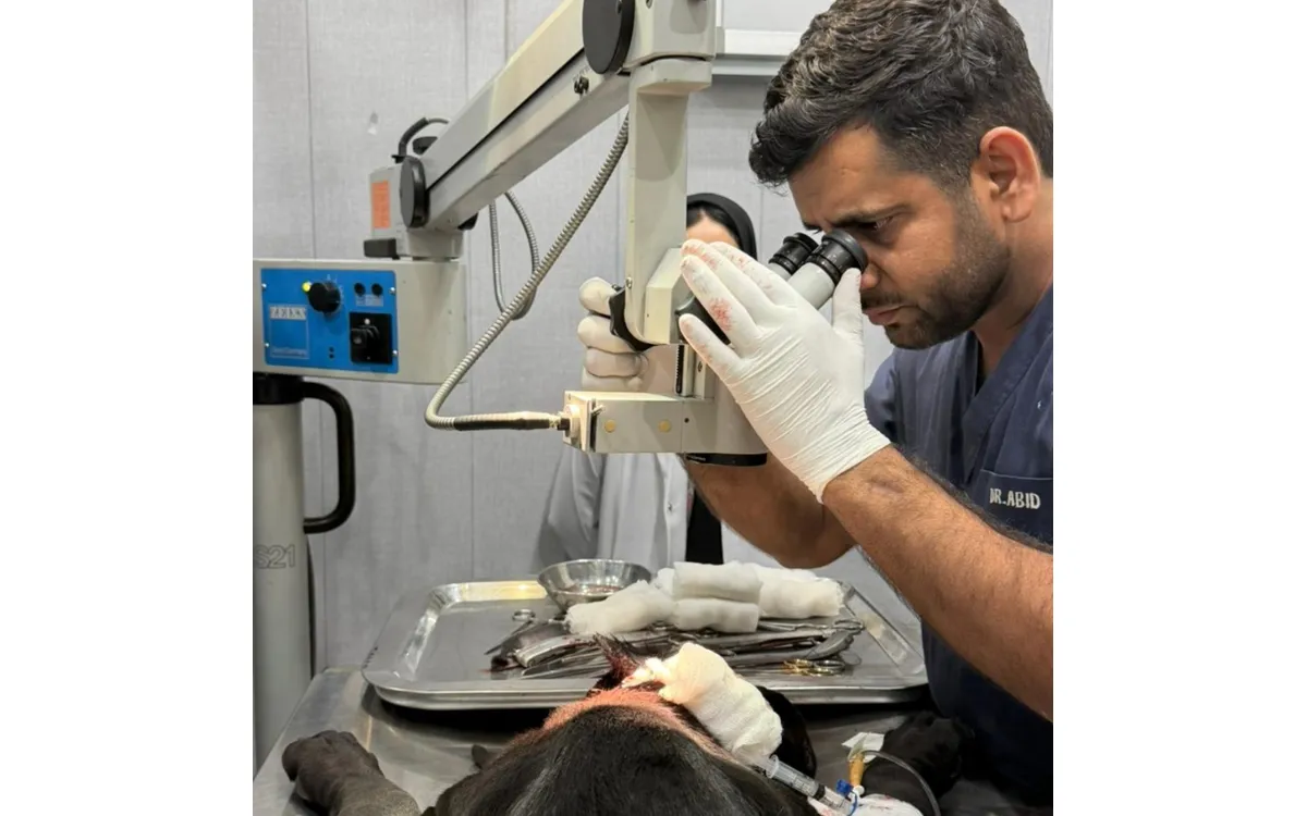 Pet Eyelid Correction Surgery